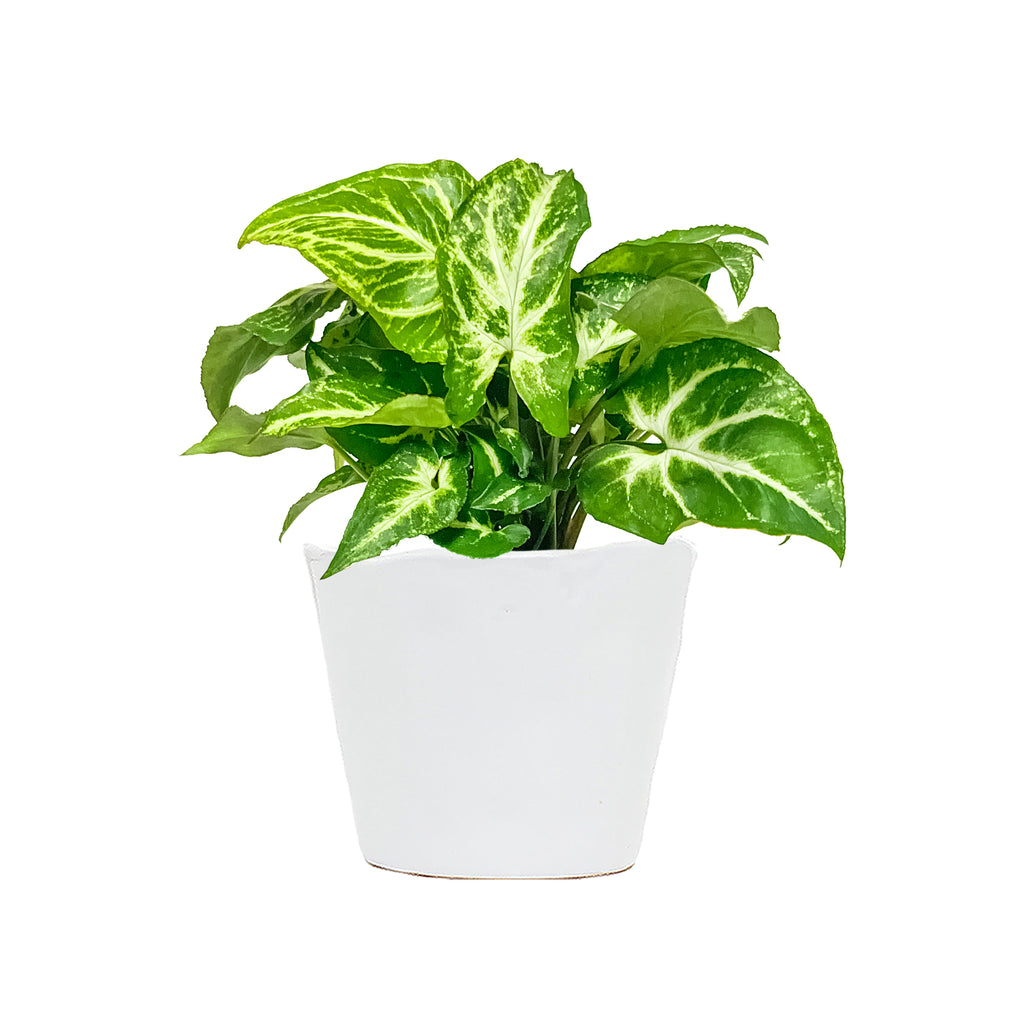 Syngonium Randy