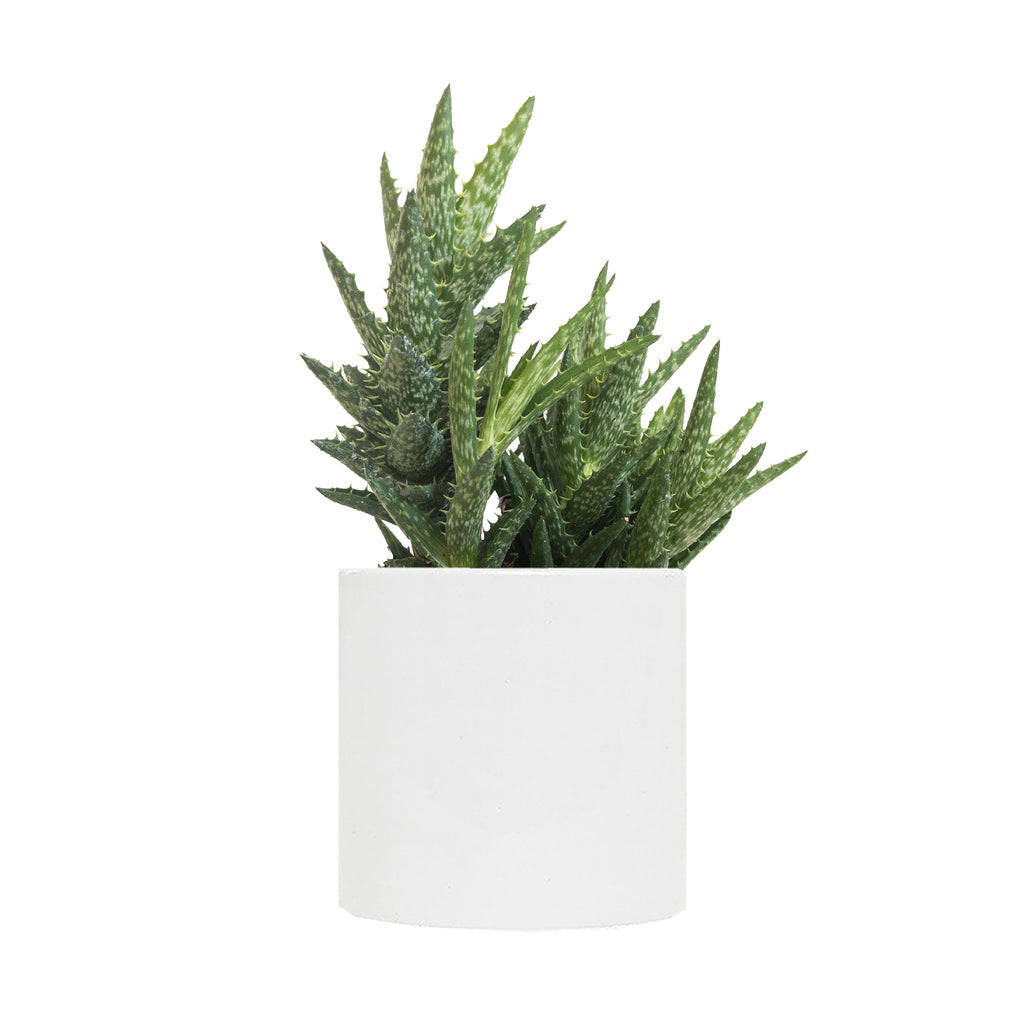 Tiger Tooth Aloe Small
