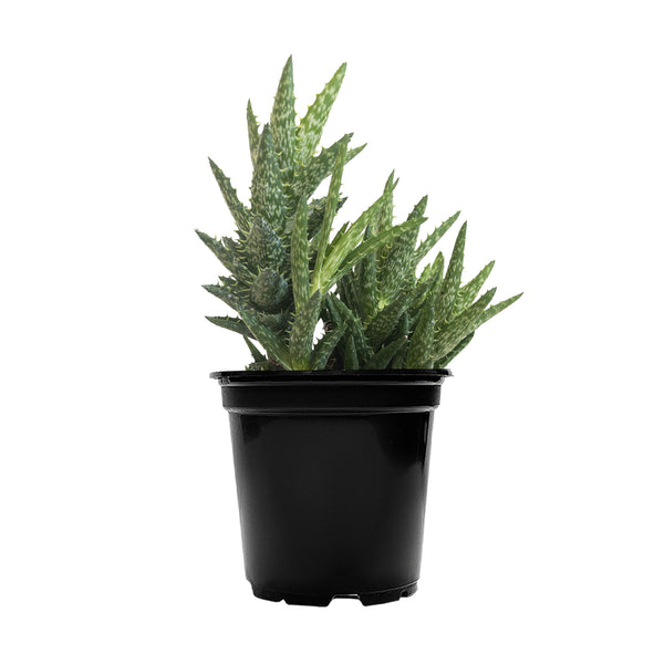 Tiger Tooth Aloe Small