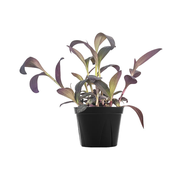 Tradescantia 'Purple Heart' - Large / Grow