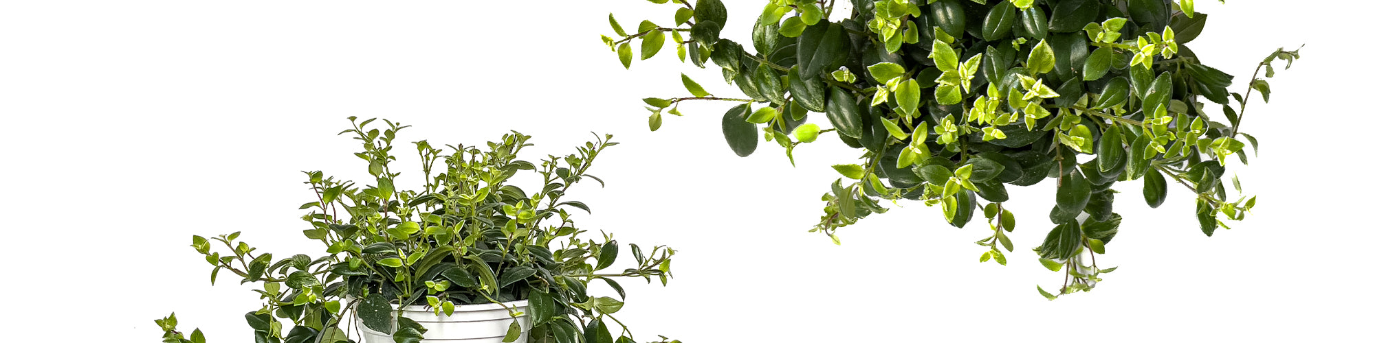 Variegated Lipstick Plant