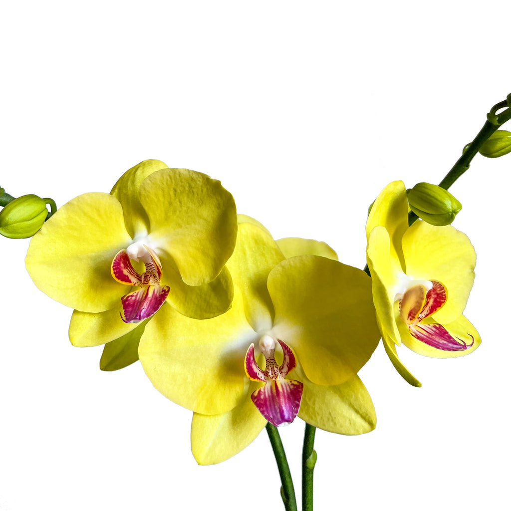 Yellow orchid Large