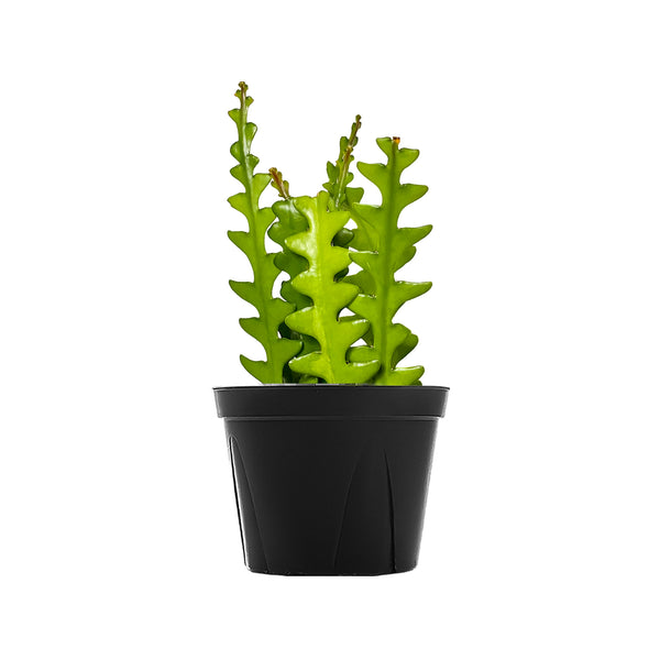 Zig Zag Cactus Extra Large