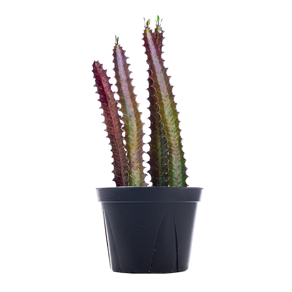 African Milk Tree Red Large