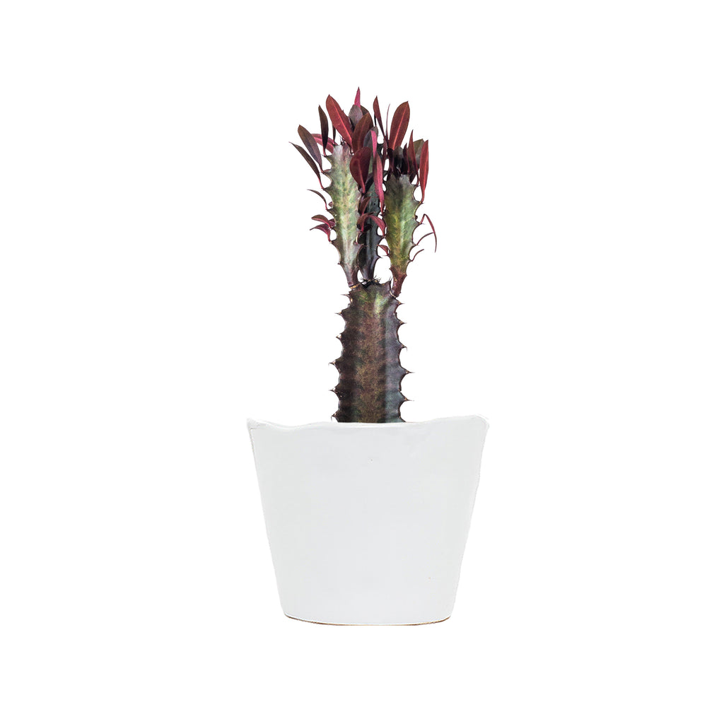 African Milk Tree 'Rubra' Small