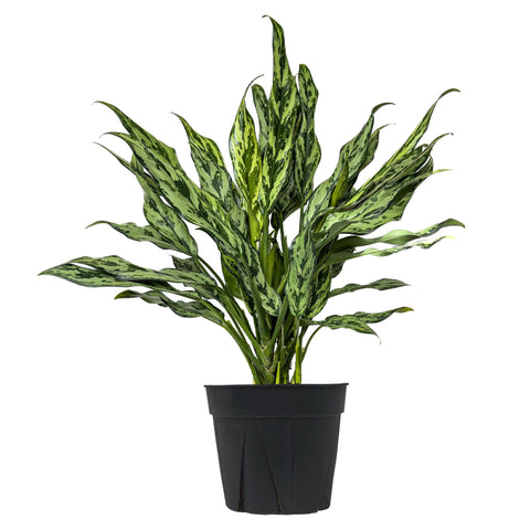 Chinese Evergreen Juliette Extra Large