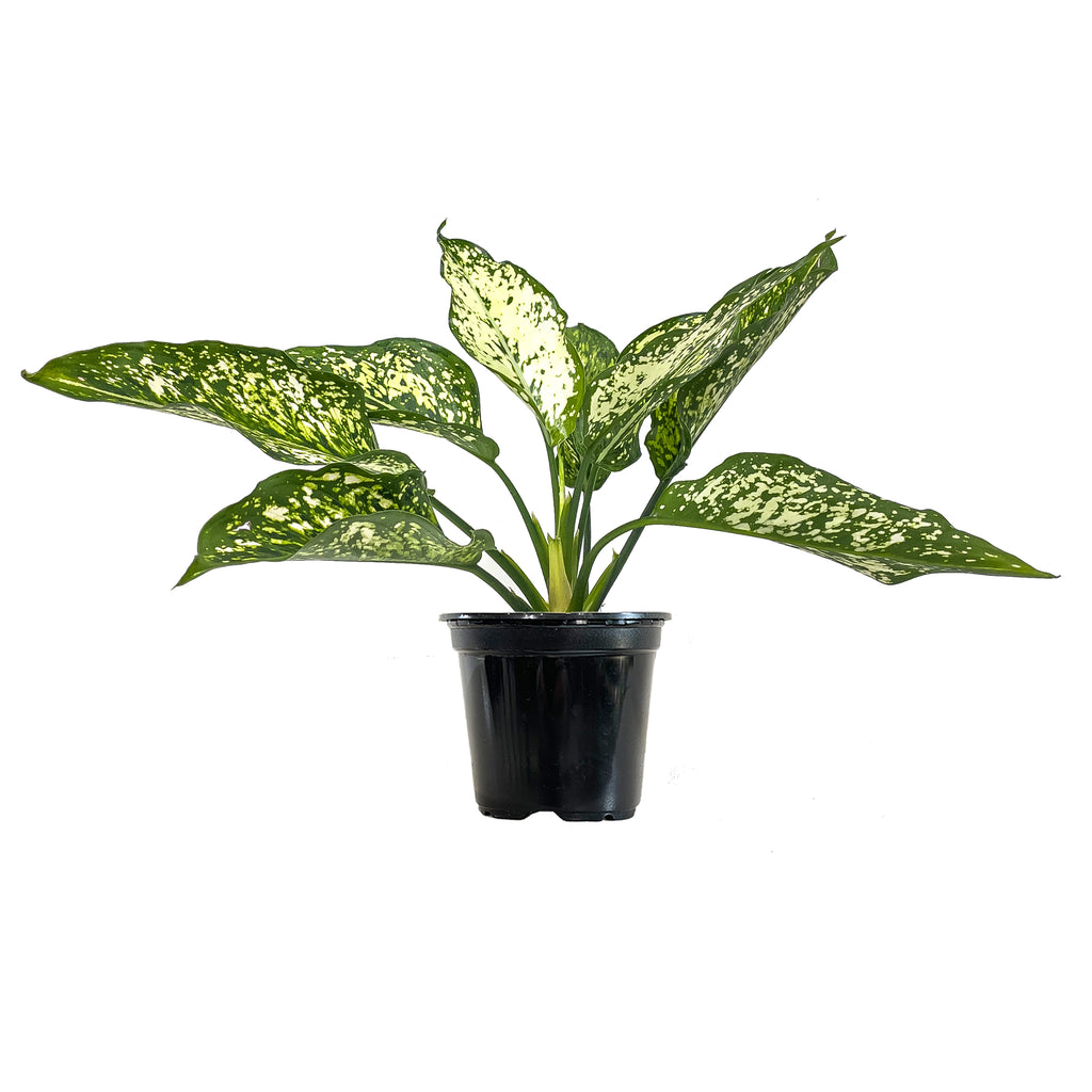 Small Chinese Evergreen Snow White