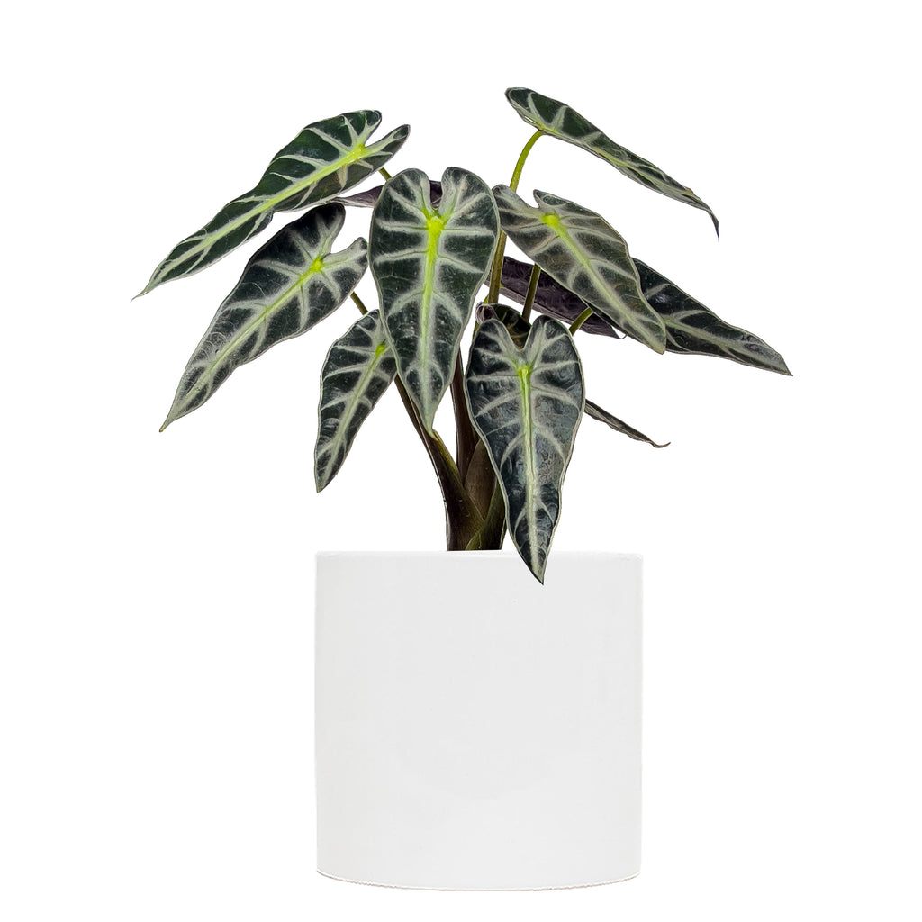 Alocasia Bambino Large