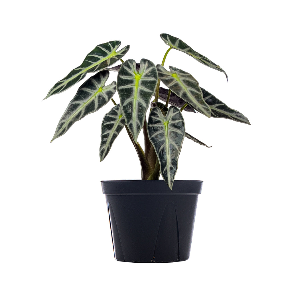 Alocasia Bambino Large