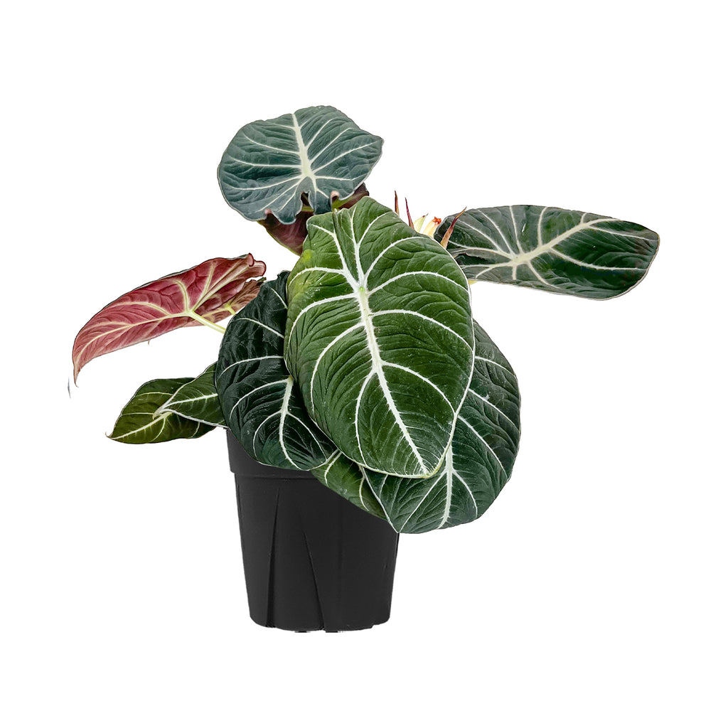 Alocasia Black Velvet Large