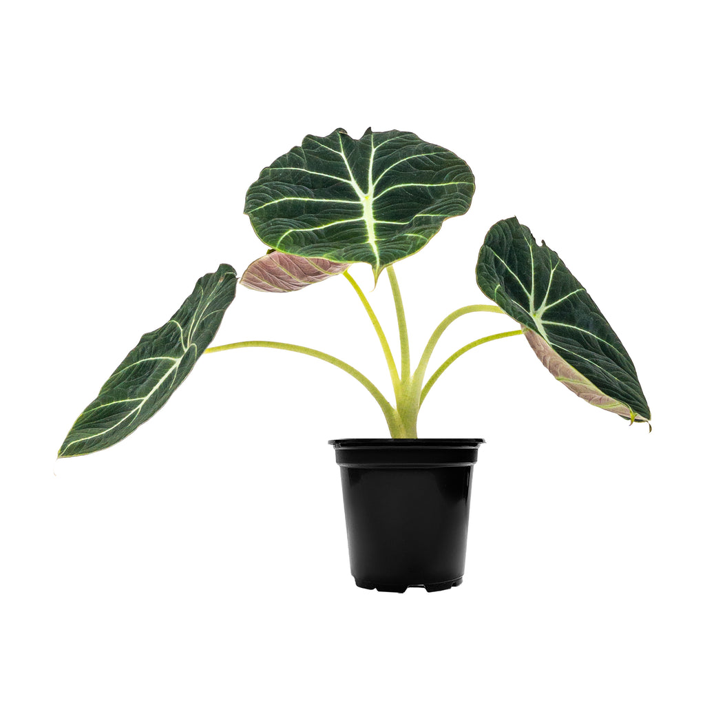 Alocasia Black Velvet Indoor Plants Online Planterina