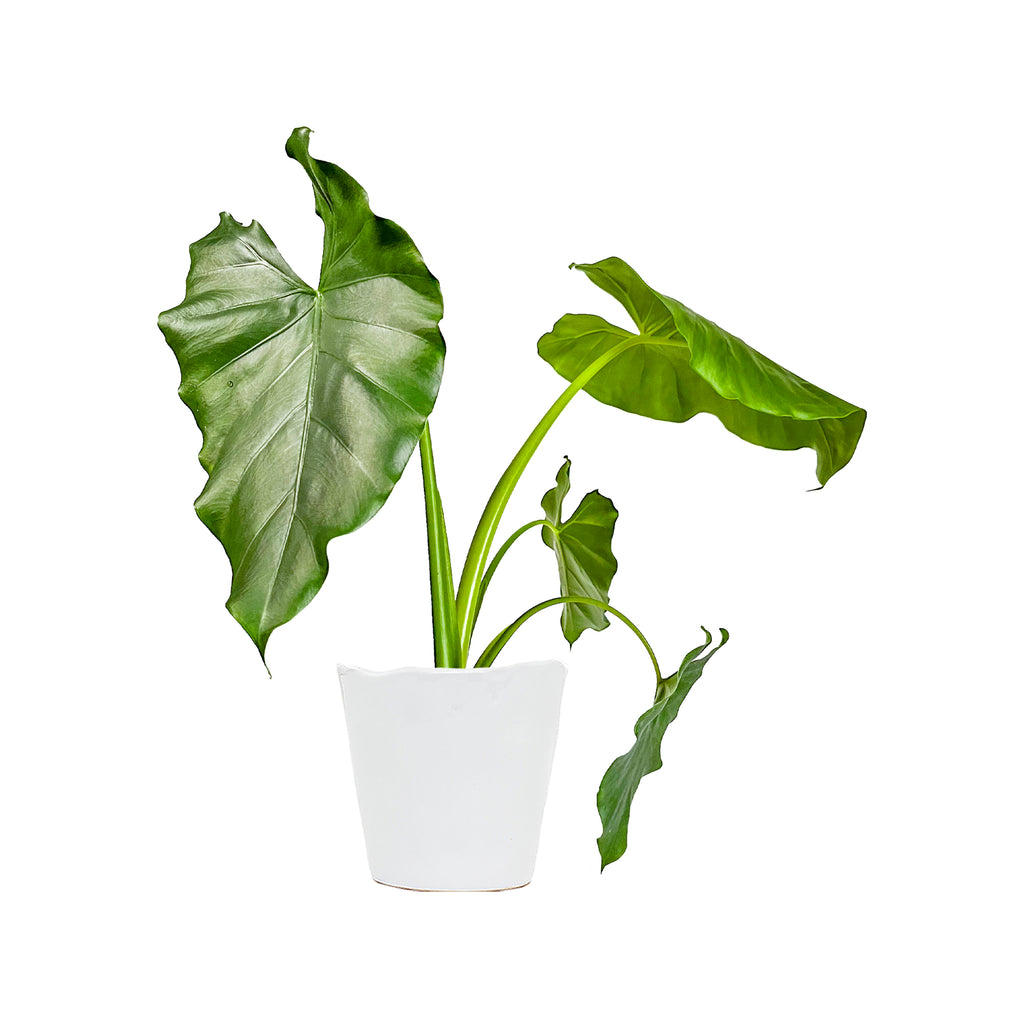 Alocasia Borneo Giant Large
