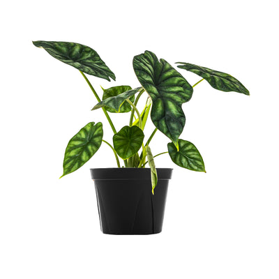 Alocasia 'Dragon Scale' Large