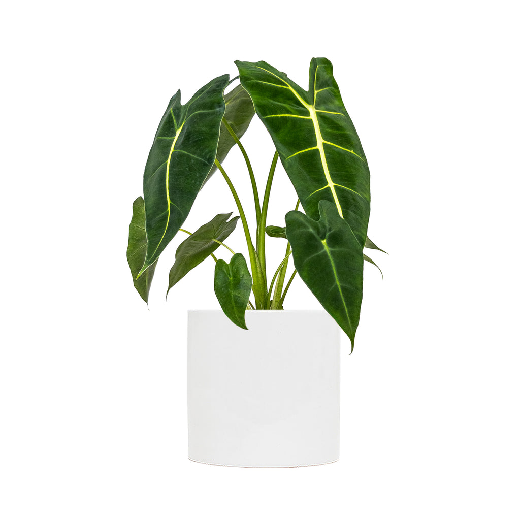 Alocasia Frydek Large