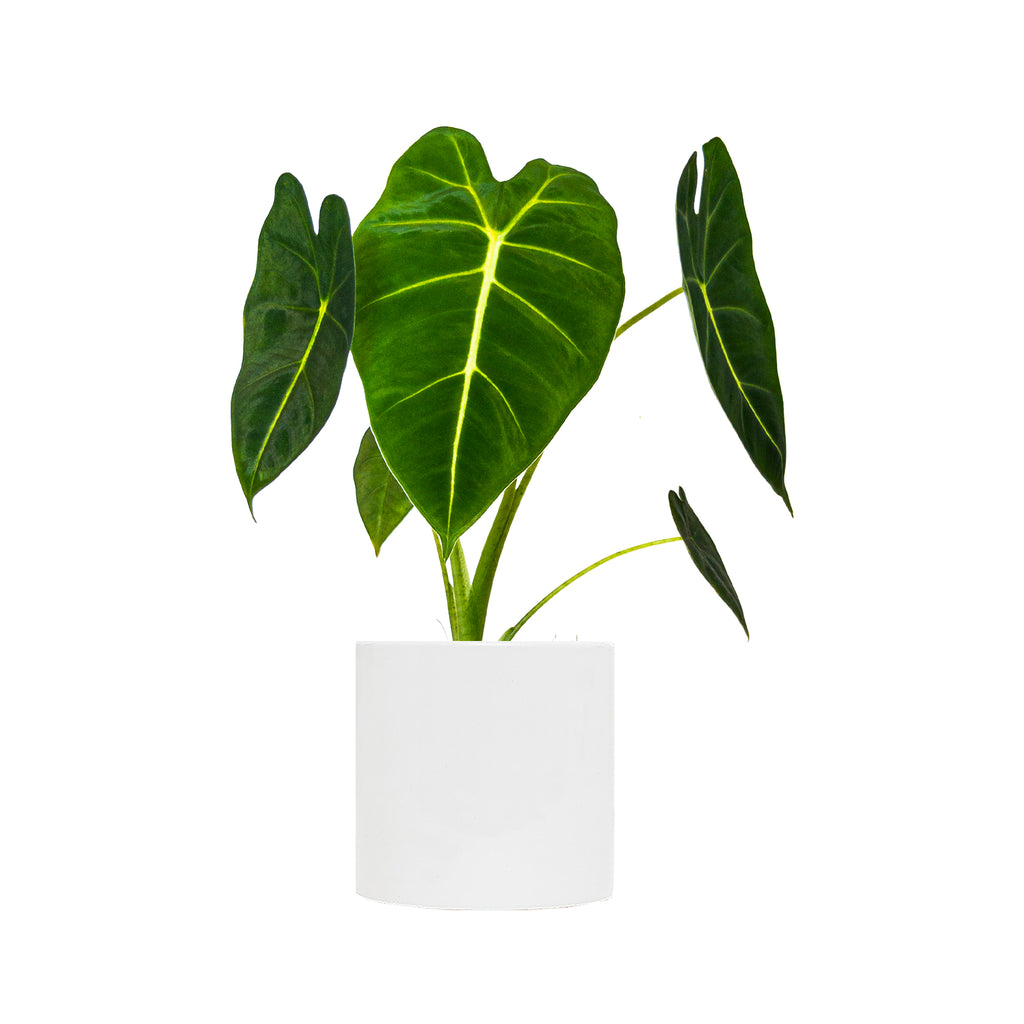 Alocasia Frydek Small