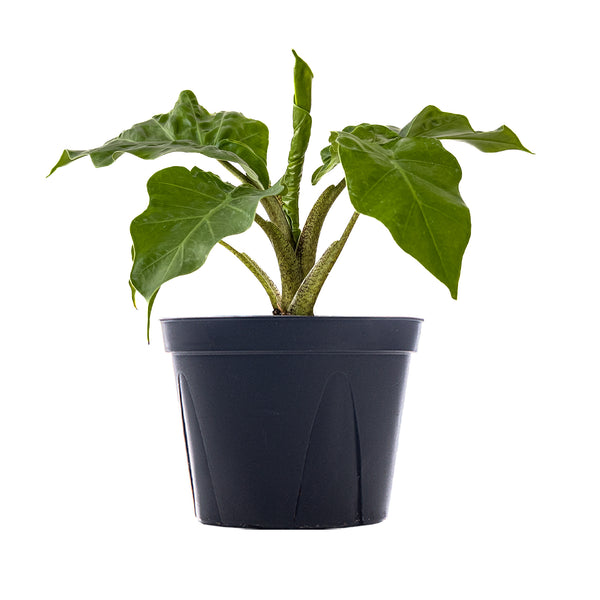 Alocasia Low Rider