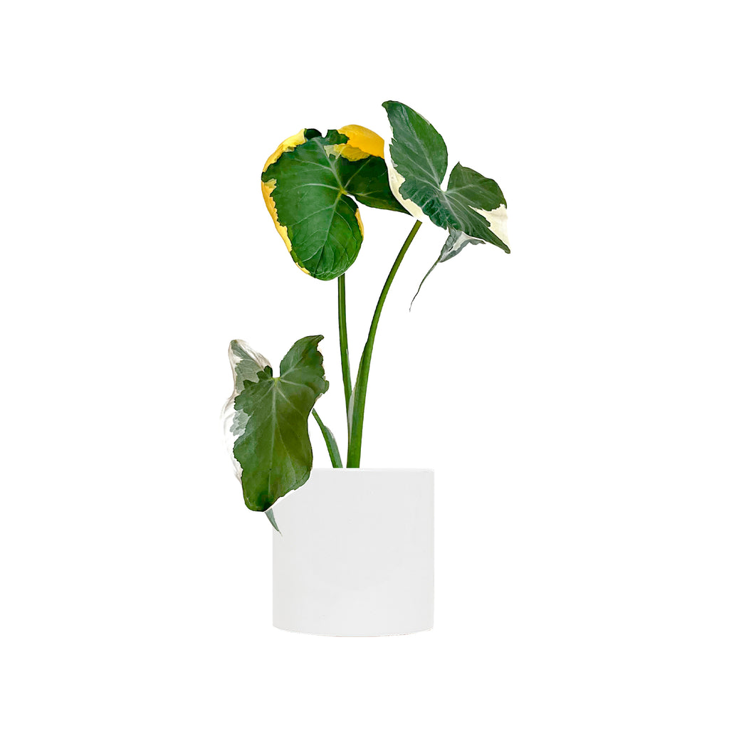 Alocasia Mickey Mouse Small