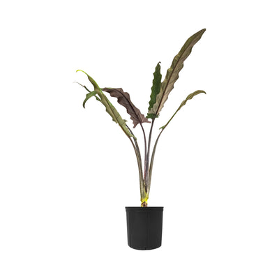 Alocasia Purple Sword Extra Large