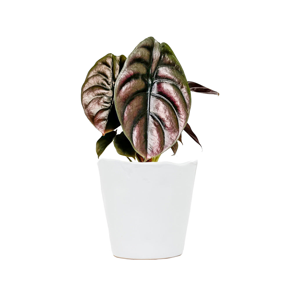 Alocasia Red Secret Large