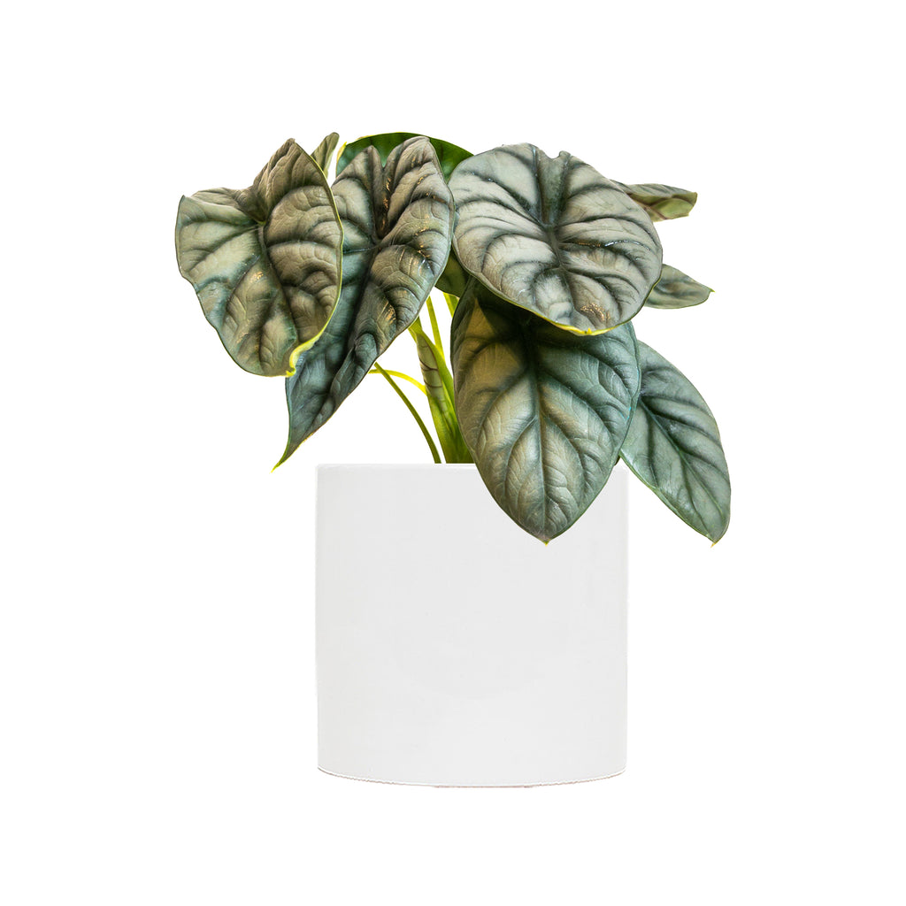 Alocasia Silver Dragon Large