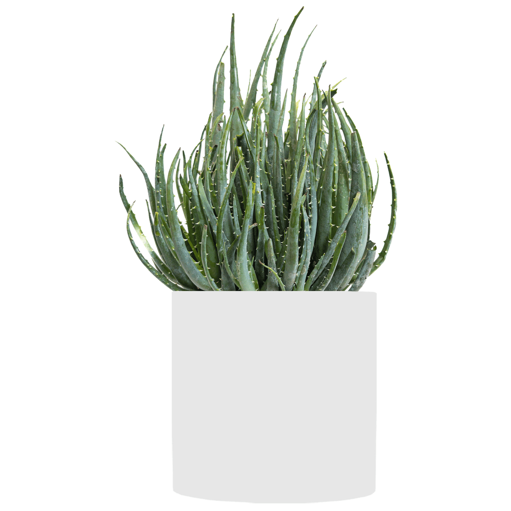 Aloe Hedgehog Large