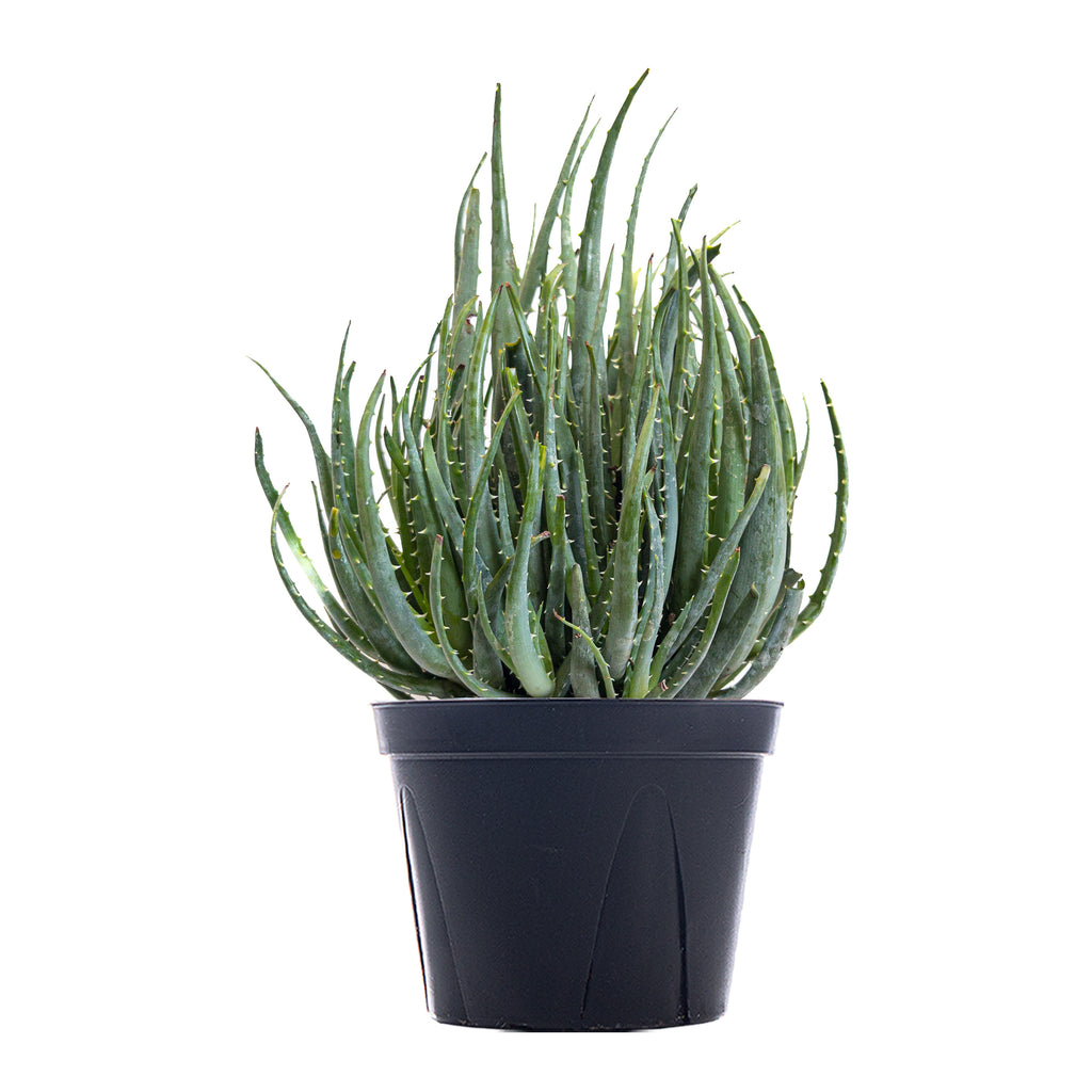 Aloe Hedgehog Large