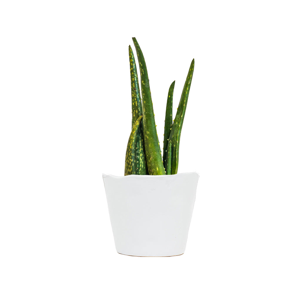 Aloe Vera Small