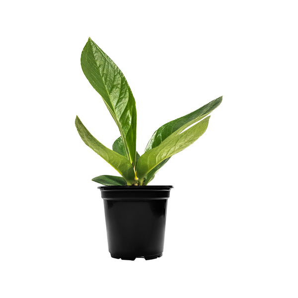 Anthurium Cobra Small