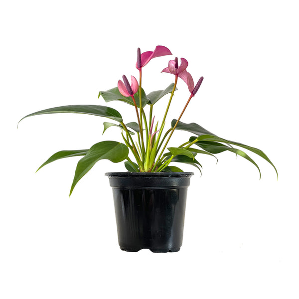 Purple Anthurium