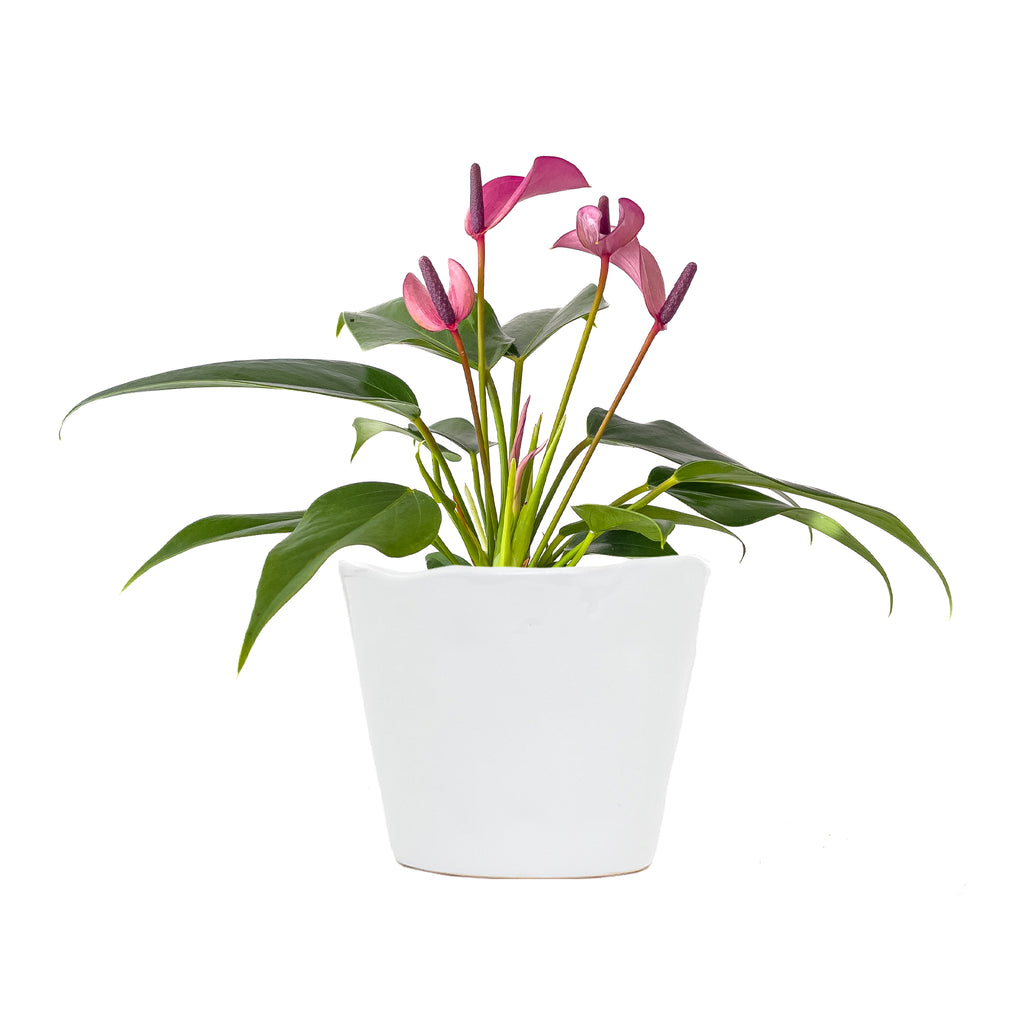 Anthurium Purple Small