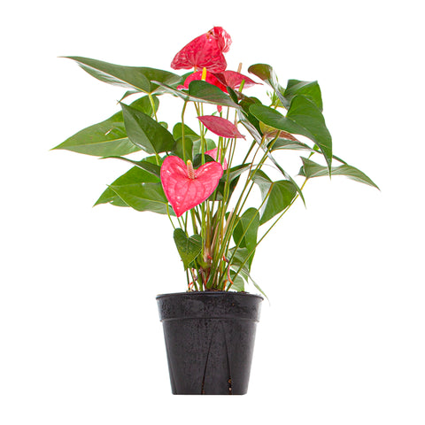 Red Anthurium Extra Large