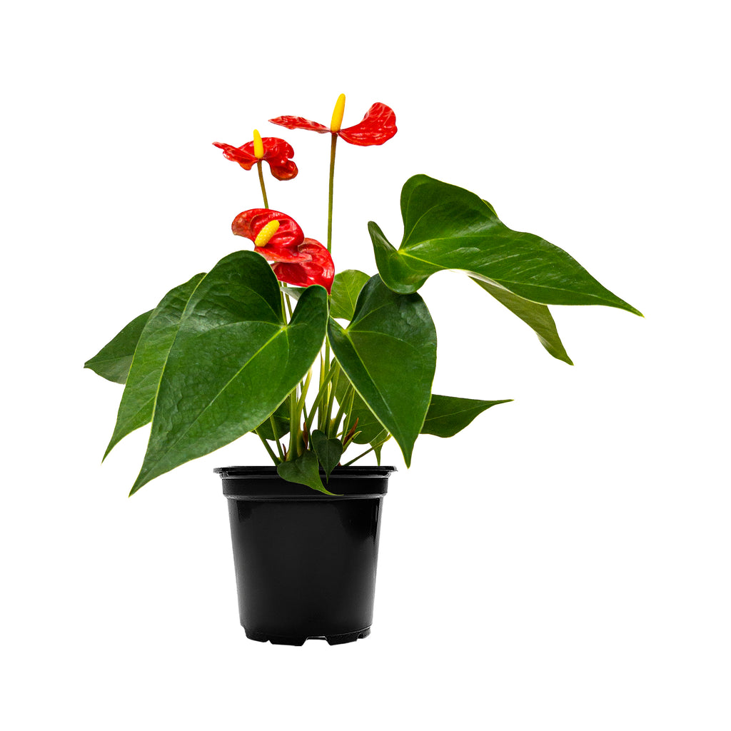 Red Anthurium Small