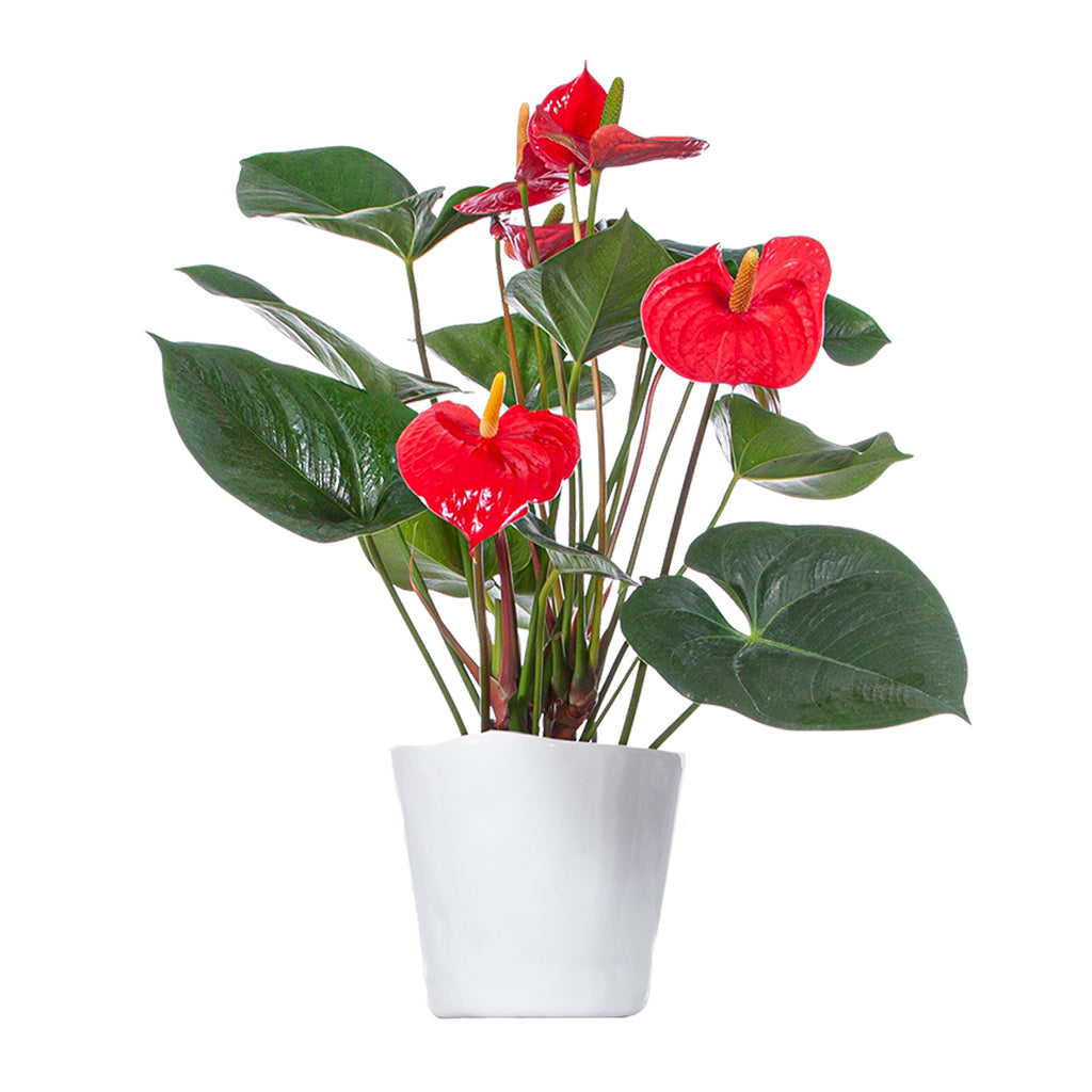 Red Anthurium Large
