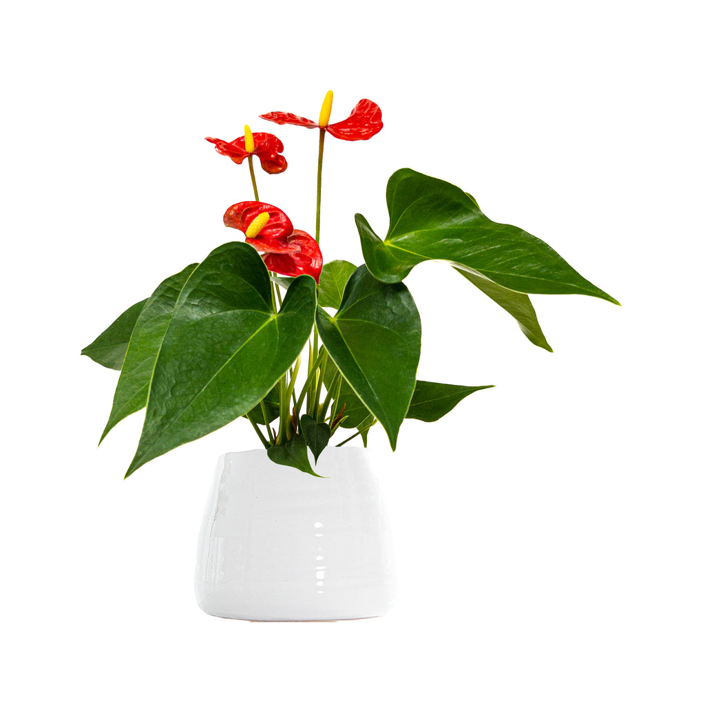 Red Anthurium Small