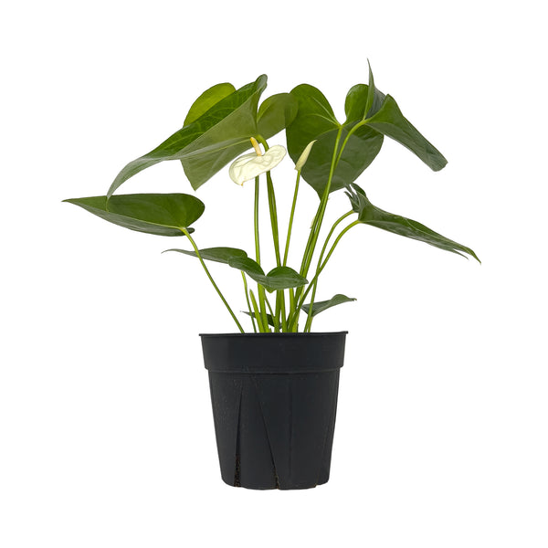 Anthurium White Large