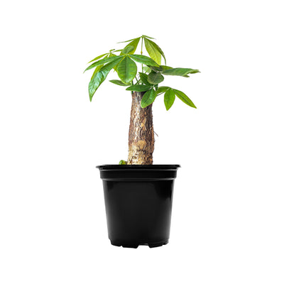 Bonsai Money Tree Extra Large