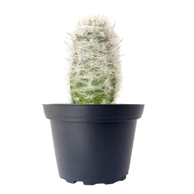 Old Man Cactus Small