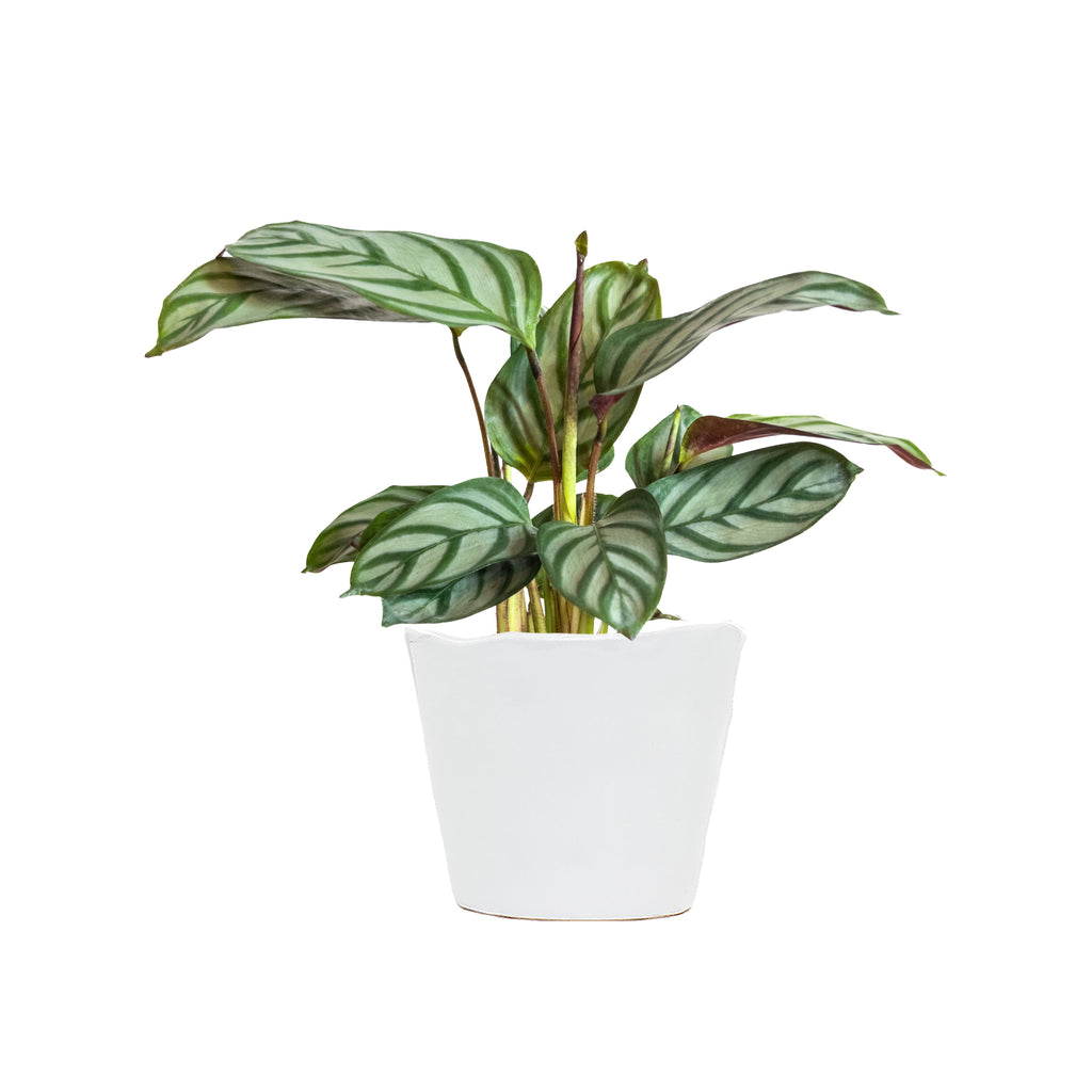 Calathea Compact Star Small