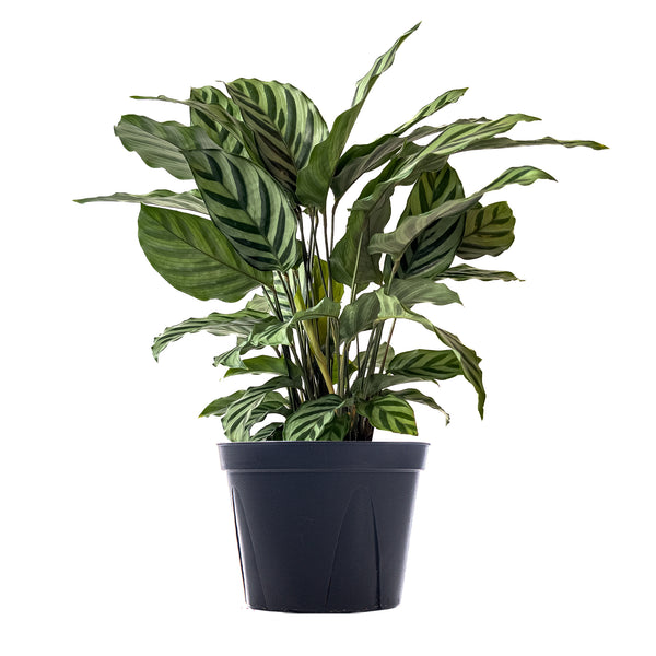 Calathea Freddie Large