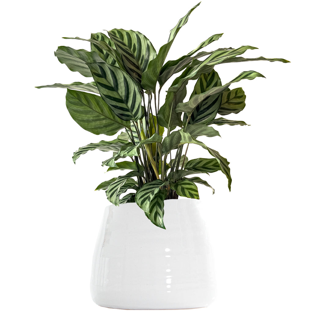 Calathea Freddie Large