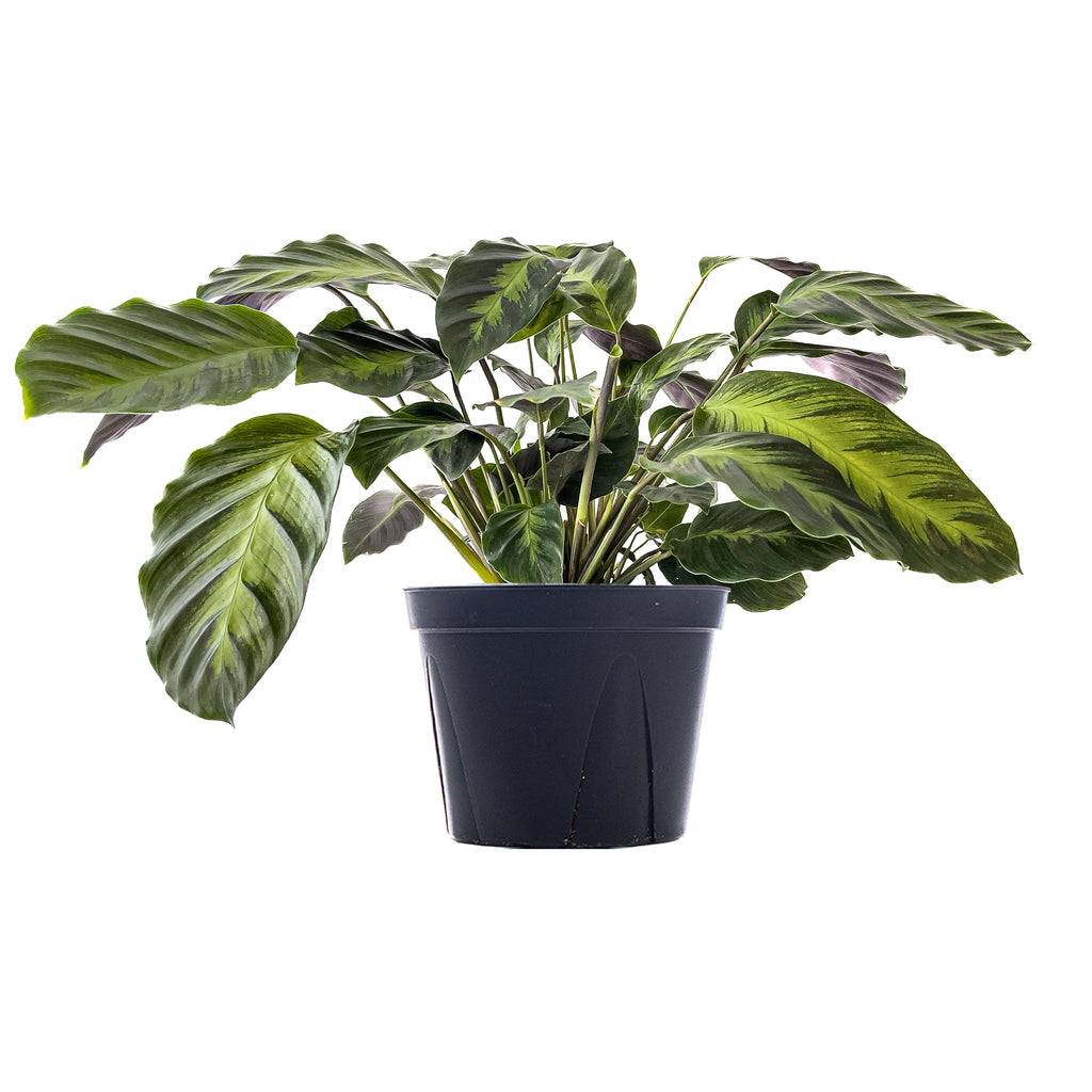 Large Calathea Misto 