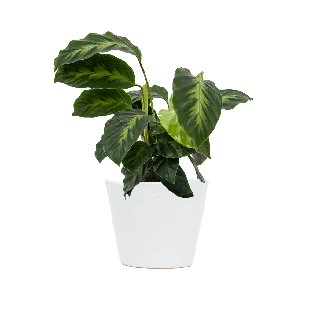 Small Calathea Misto 