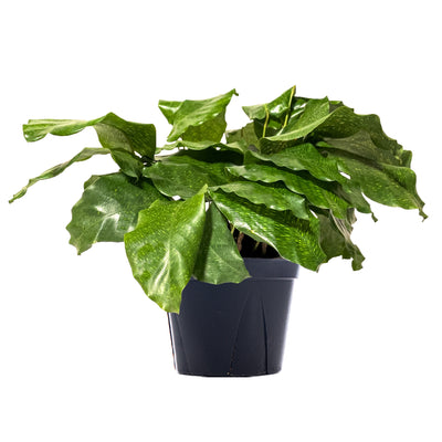 Calathea Musaica Large