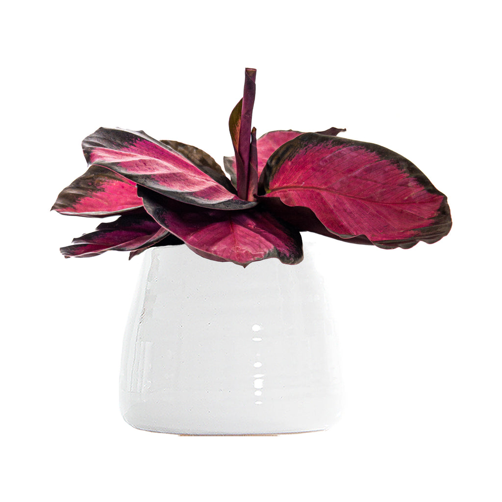Calathea Purple Rose Small
