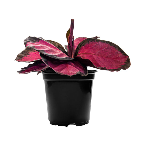 Calathea Purple Rose Small