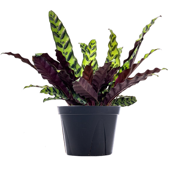 Calathea Rattlesnake Extra Large