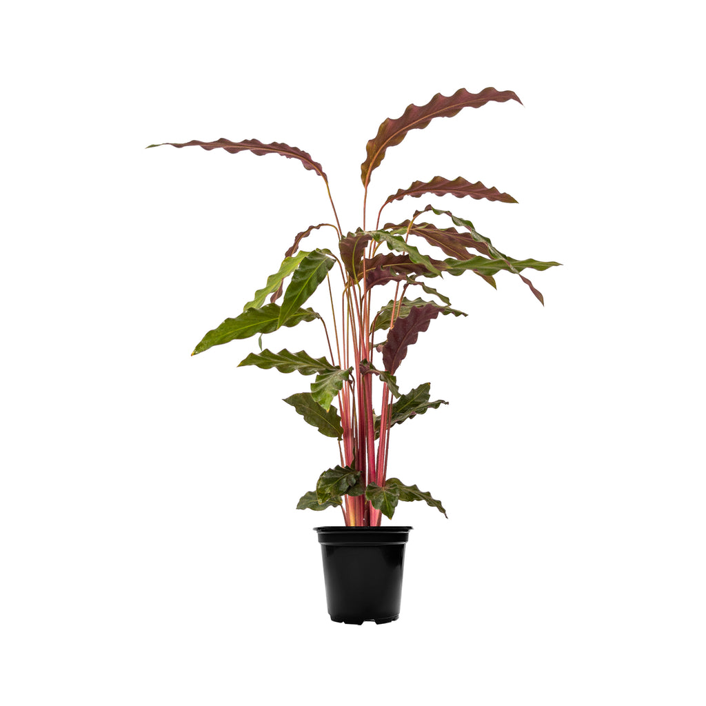 Calathea rufibarba Small