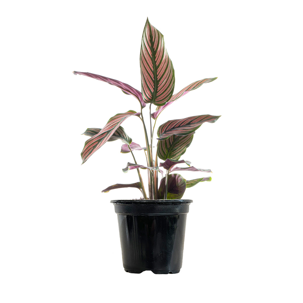 Calathea White Star Small
