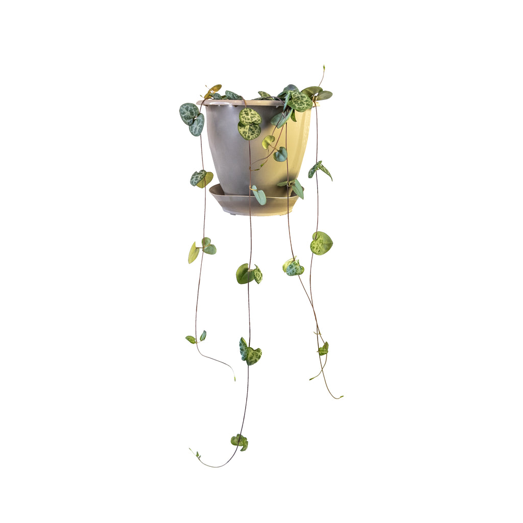 Chain of Hearts Small Hanging Basket