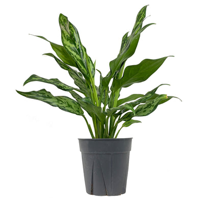 Chinese Evergreen Juliette Large